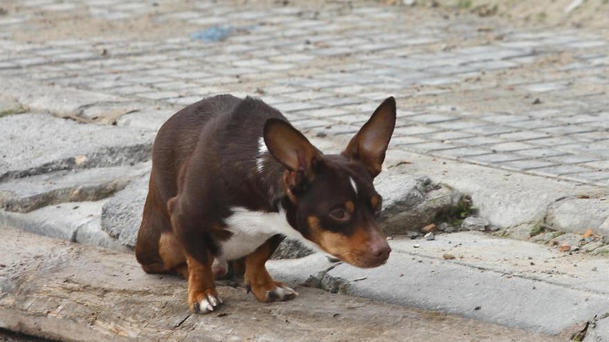 Ein Hund hinterlässt ein Häufchen.