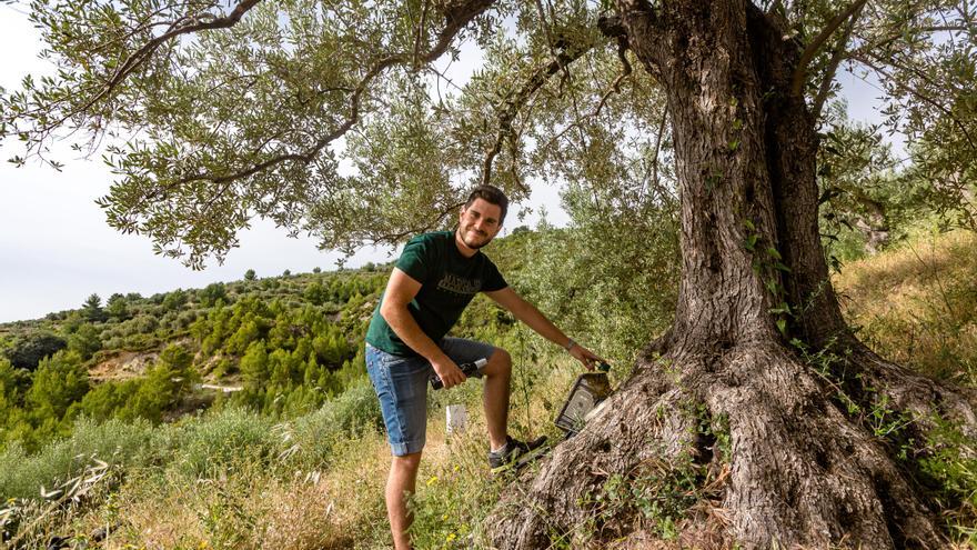 Producción ecológica en Castellón: más operadores, más producción pero menos superficie