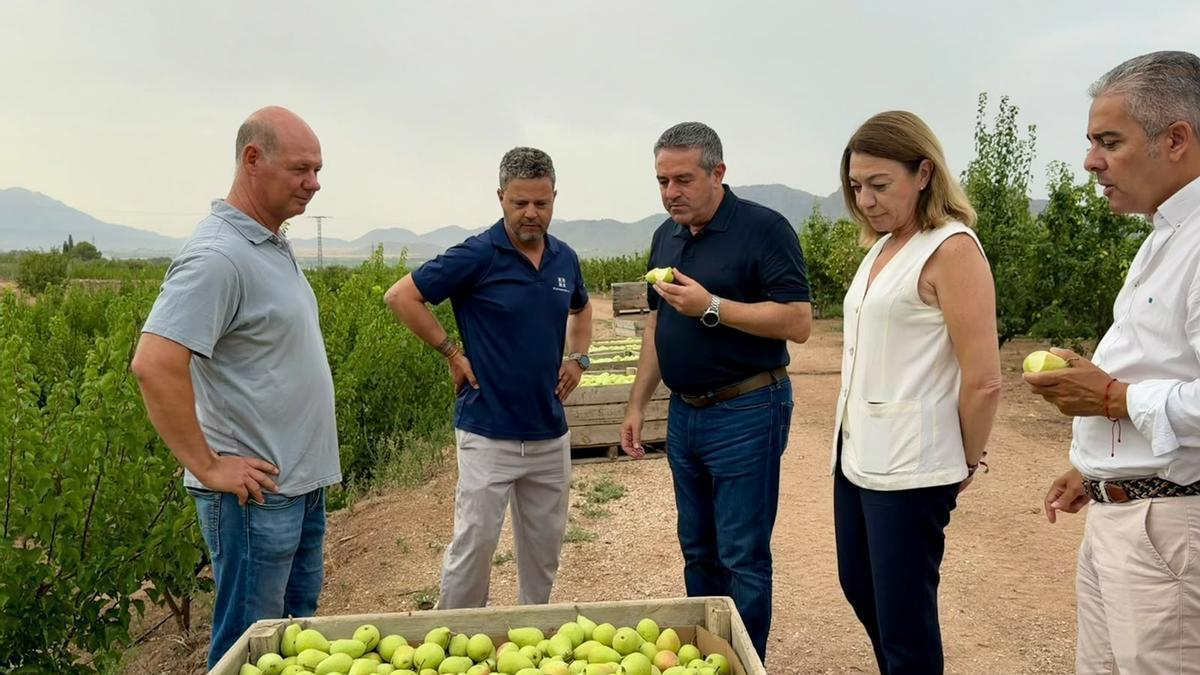 El consejero Joaquín Buendía, este lunes en Jumilla donde se trabaja en la campaña de recolección de pera.