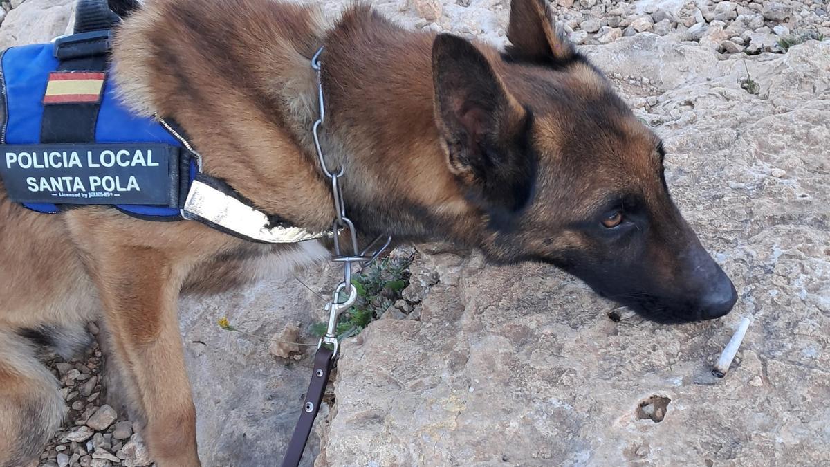 El perro del servicio canino, esta mañana en Santa Pola