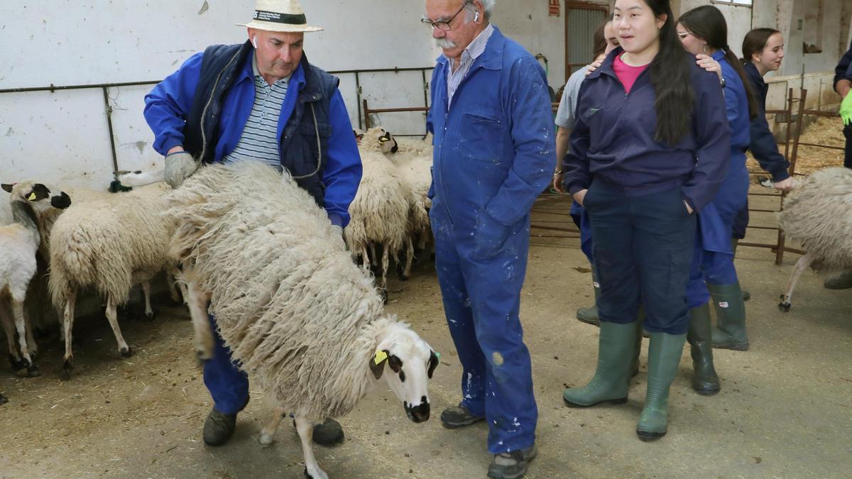 El Centro de Formación Agraria Viñalta, desarrolla unas jornadas sobre esquileo de ovino para los alumnos