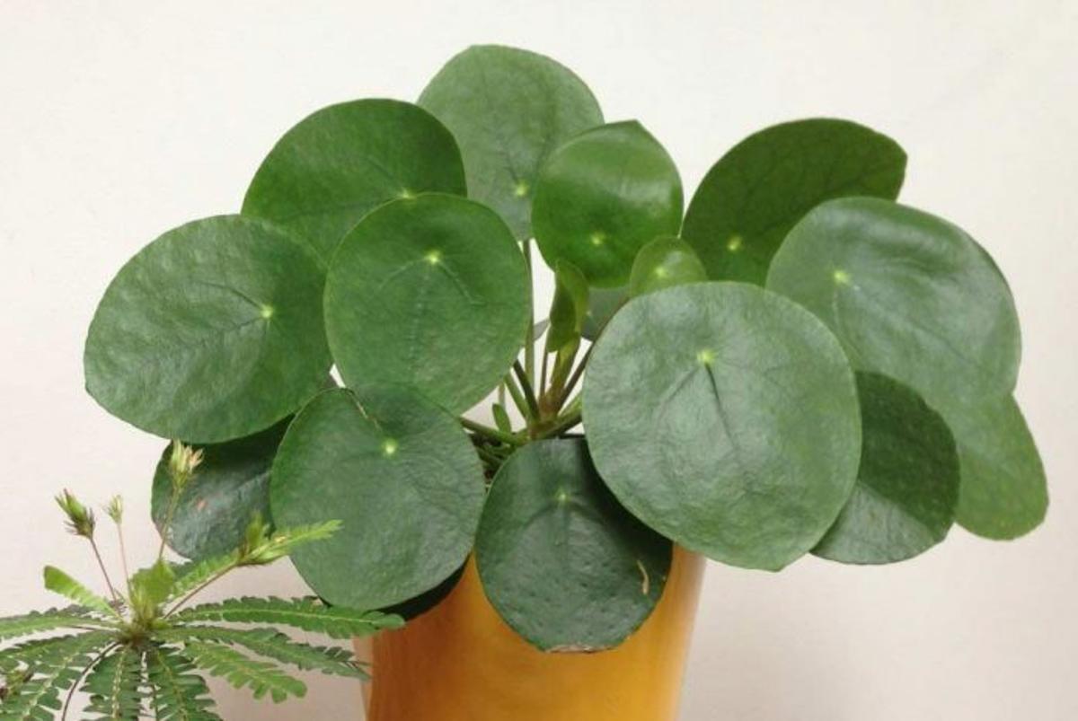 La Pilea peperomioides es una planta de moda, también conocida como planta china del dinero