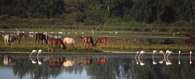 Caballos, flamencos y ejemplares de espátula común conviviendo en el parque.