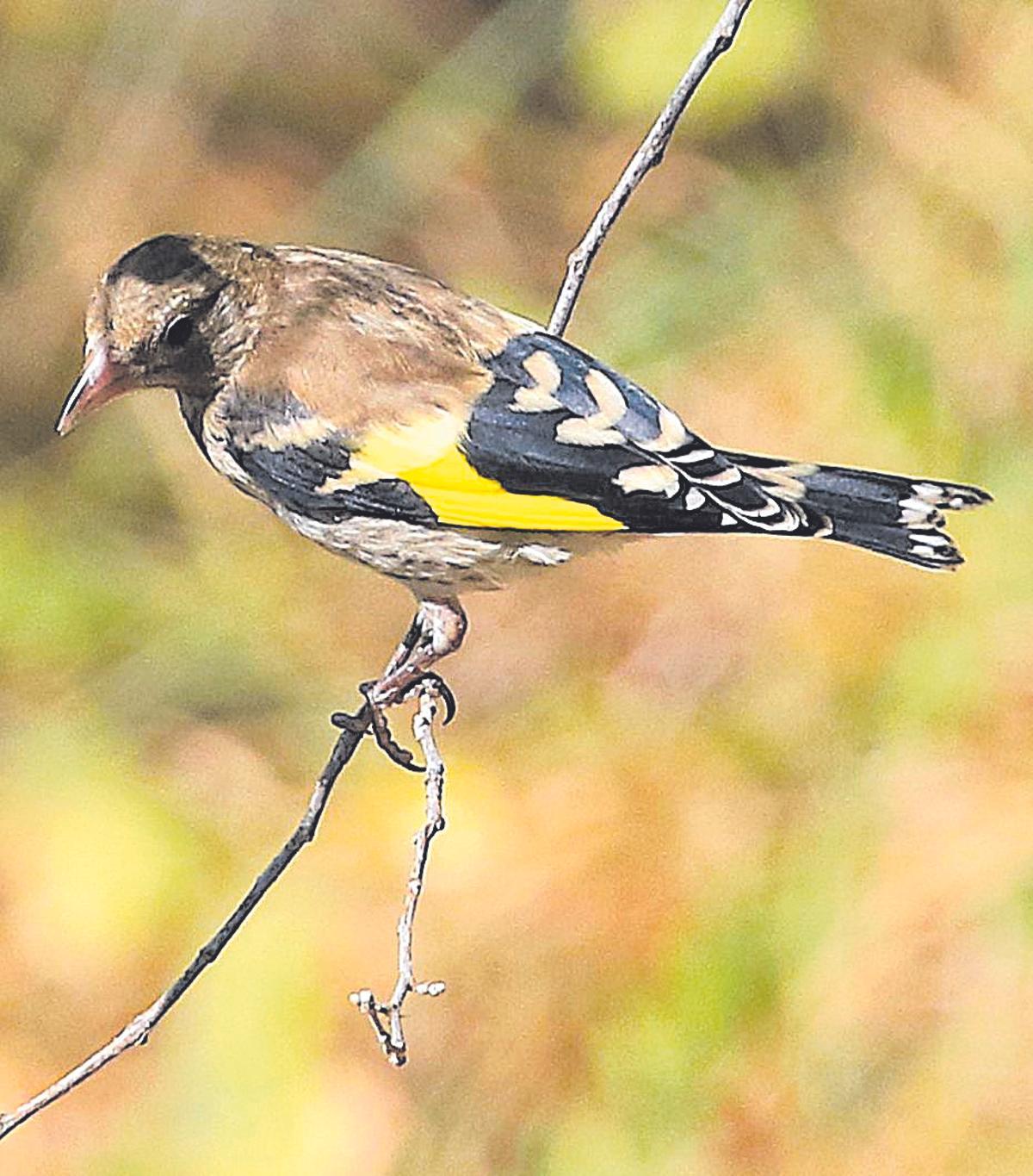 A l'hivern es concentra es concentra un major nombre de caderneres al nostre territori, en rebre exemplars arribats del nord d'Europa.