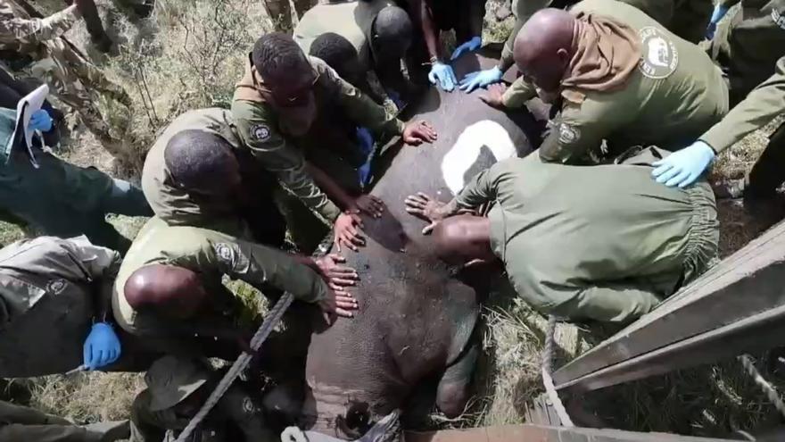 Kenia crea un megasantuario para salvar el rinoceronte negro y traslada los primeros 21 ejemplares