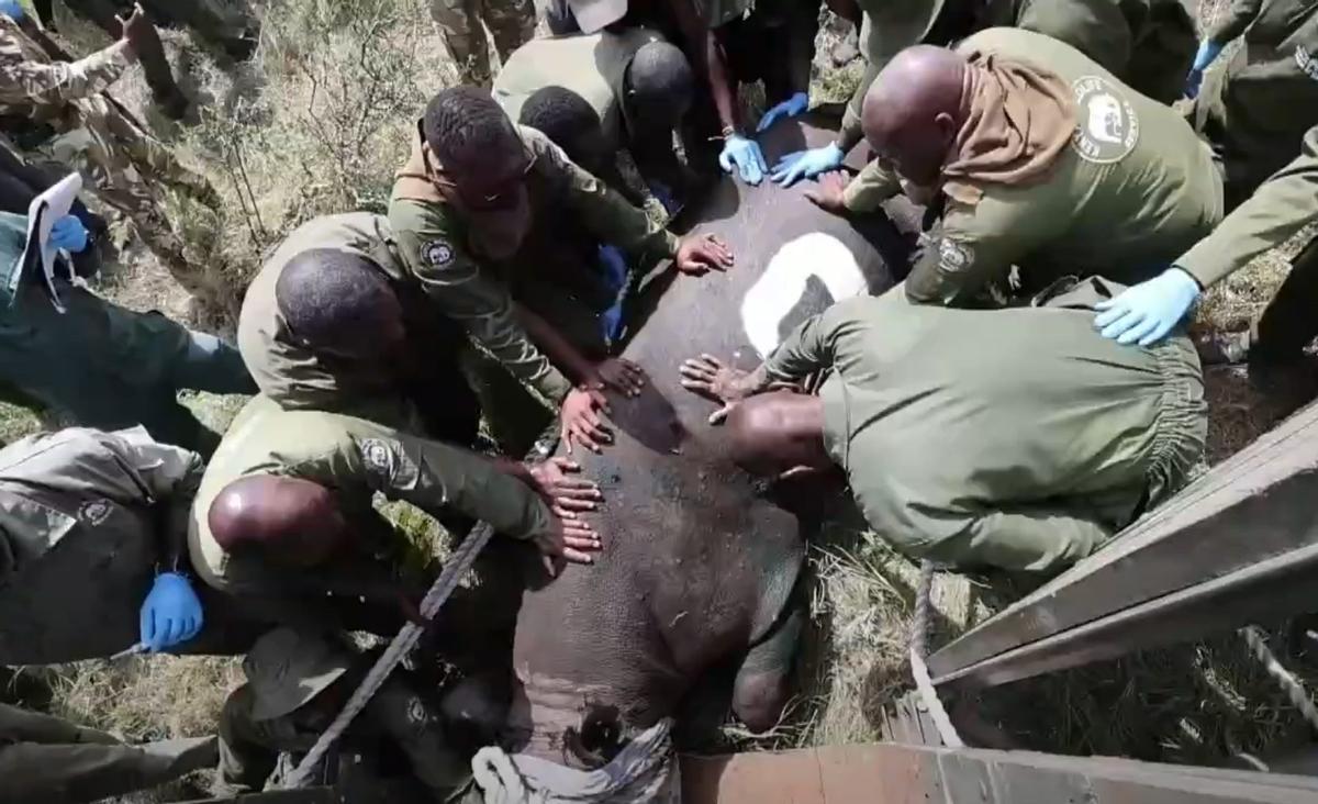 Traslado de uno de los primero rinocerontes