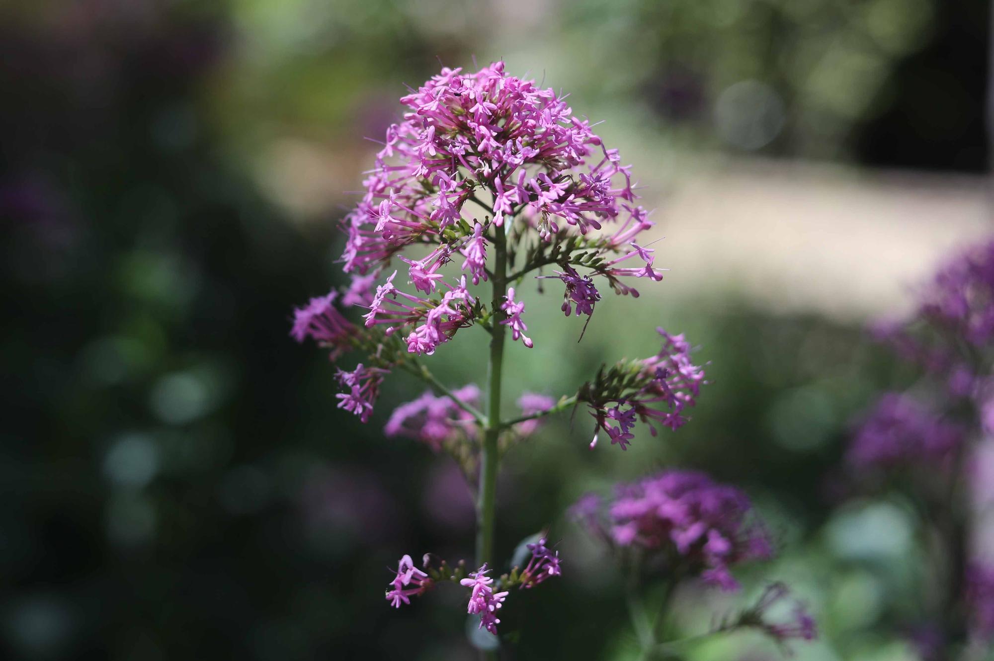 Las flores del Jardín Botánico en primavera