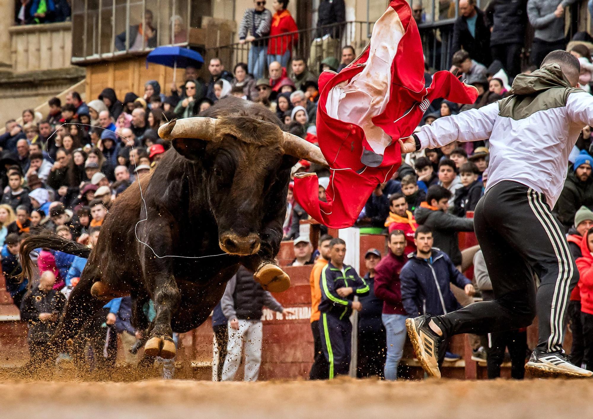 GALERÍA: El martes de Carnaval del Toro en Ciudad Rodrigo se salda con siete intervenciones sanitarias