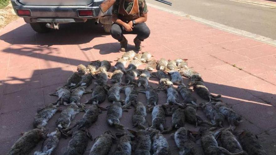 Épila empieza a pagar por cada conejo cazado para frenar la plaga