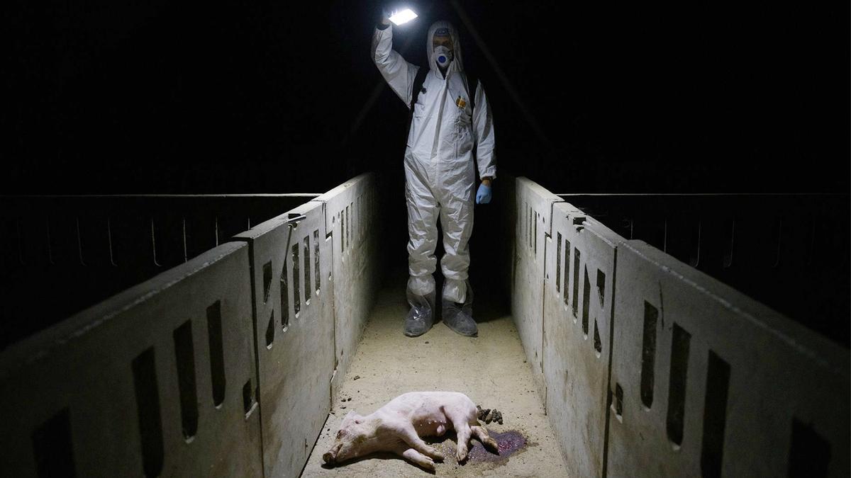 Aitor Garmendia, fotógrafo premiado por su reportaje de la industria ganadera española.