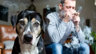 Estos son los motivos por los que no deberías fumar cerca de tu perro