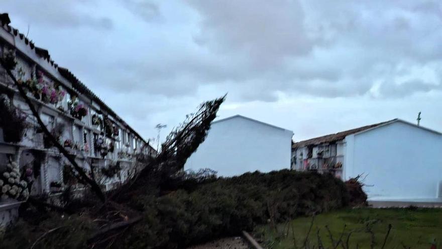 Un ciprés derribado por el viento causa daños en el cementerio municipal de Montijo: así se debe actuar