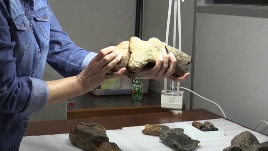 Un prehistórico perezoso gigante, único en el mundo, sorprende a la ciencia