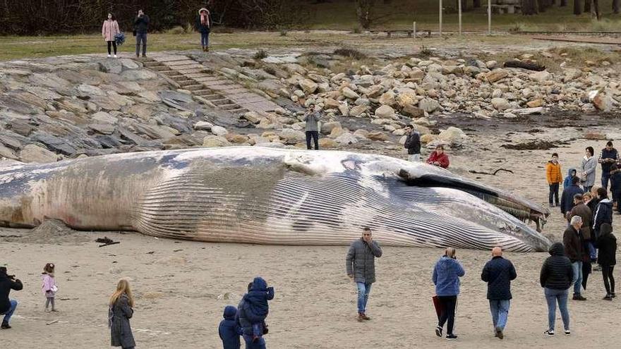 La ballena de 17 metros varada en Ponteceso atrae a los visitantes