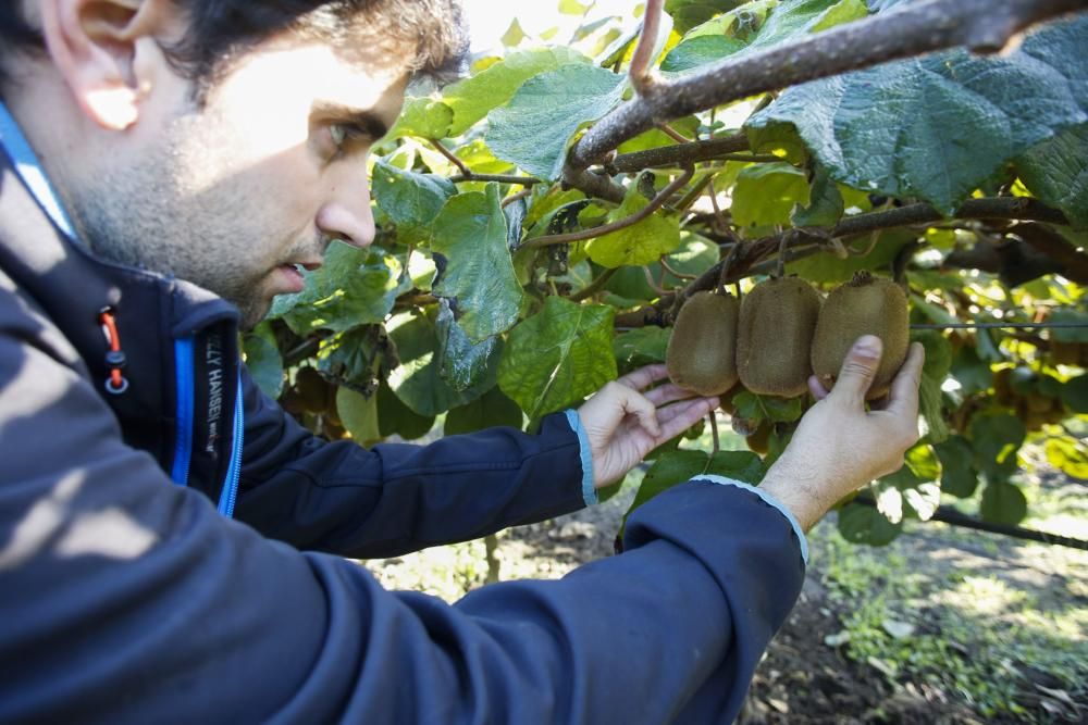 La recogida del kiwi en Pravia