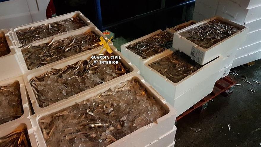 La Guardia Civil decomisa 1,5 toneladas de boquerones inmaduros