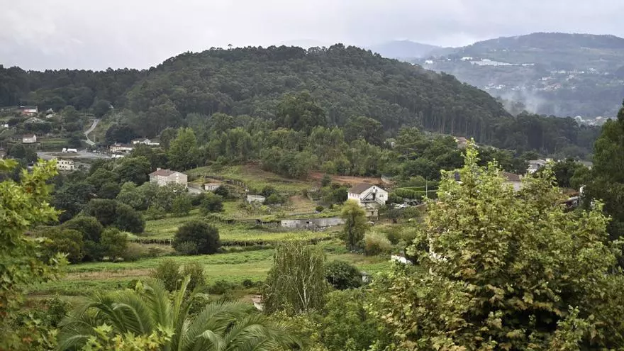 El pino gana terreno al eucalipto en la explotación forestal pública y privada en Pontevedra y O Salnés