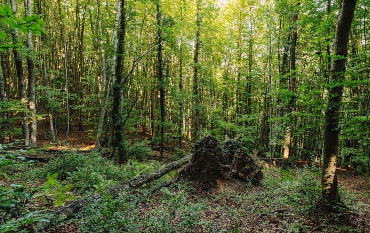 Els boscos europeus perden la capacitat d’absorbir CO2 Els boscos europeus perden la capacitat d’absorbir CO2