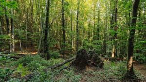 Els boscos europeus perden la capacitat d’absorbir CO2