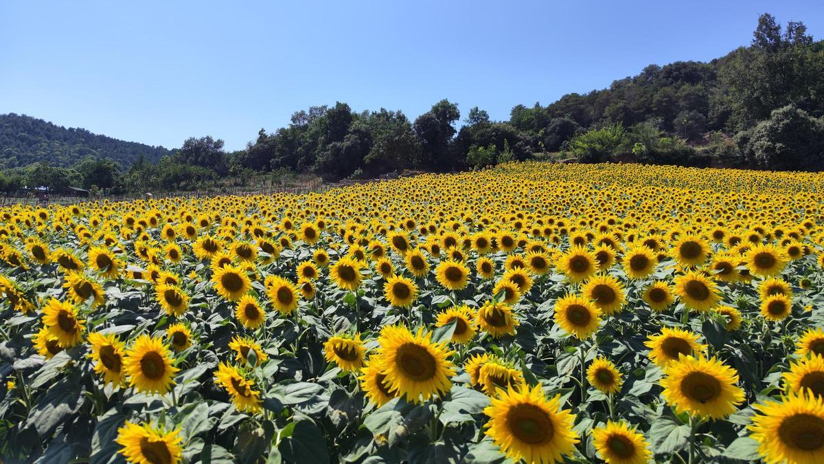 Uno de los campos de girasoles de Niudalia, ayer.