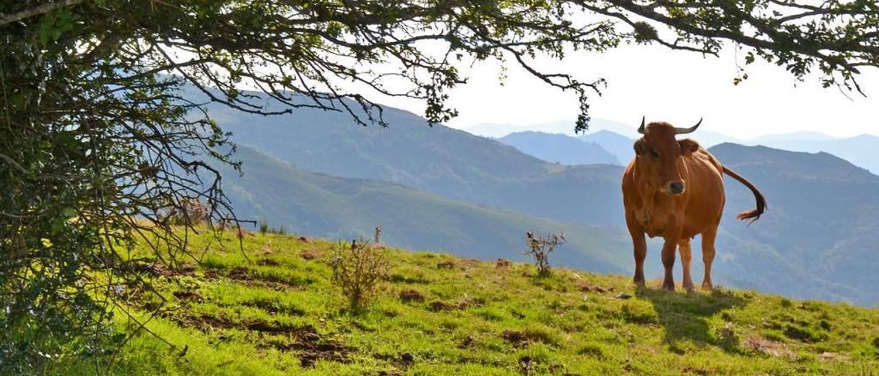 Una vaca en los pastos del puerto de San Lorenzo, que comunica Somiedo con Teverga.