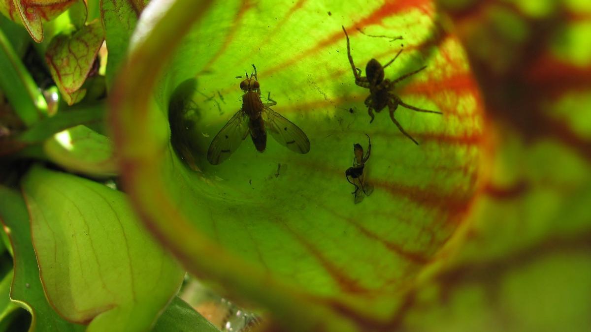 Plantes carnívores: quines cures necessiten i com són les seves trampes mortals