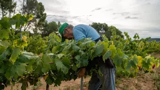 Solo un 30% de la tierra que cultiva un agricultor en Catalunya es de su propiedad; el 70% restante la arrienda
