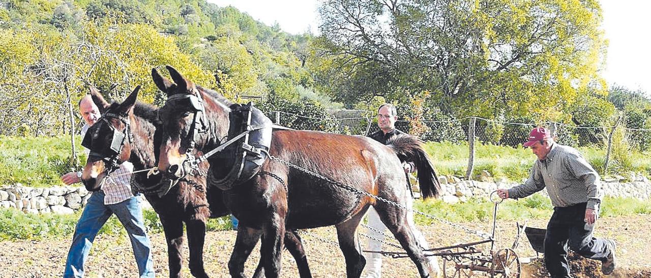 Abans de sembrar, la terra s’ha de llaurar. A la imatge, arada tradicional a Valldemossa.