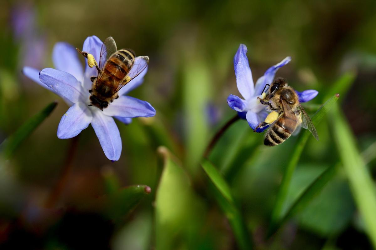 Dos ejemplares de abeja.