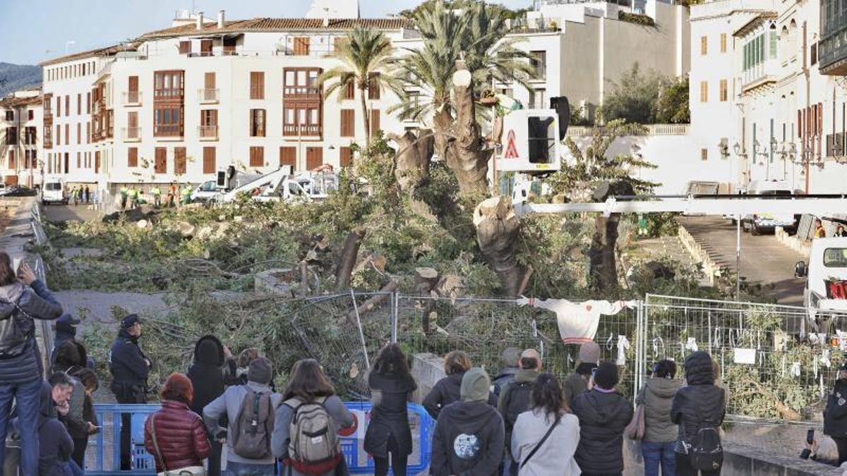 Tala de los bellasombras de Llorenç Villalonga el pasado diciembre.