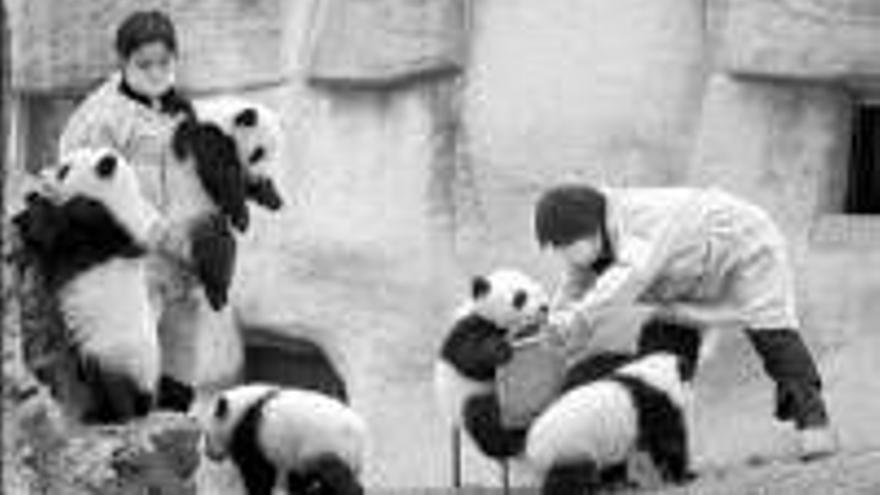China presenta en TV sus 16 nuevos pandas