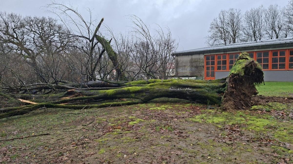 Estado en el que ha quedado la haya común después de ser derribada por las fuertes rachas de viento en el Campus Sur