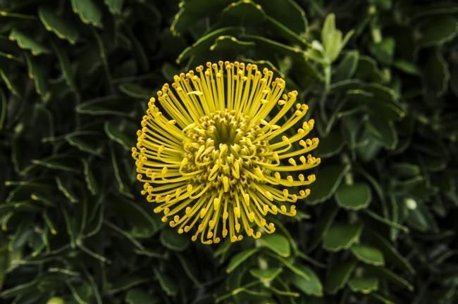 Plantación de proteas