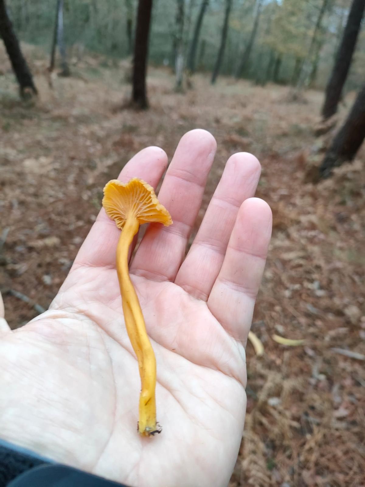 Cantarela tubiforme del Pedroso.