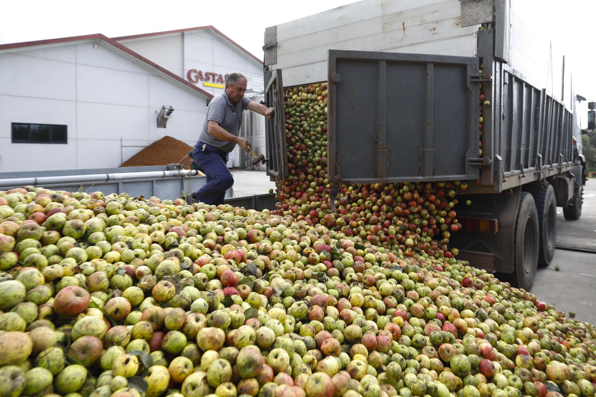 EN IMÁGENES: Llegan las primeras manzanas del año a los llagares asturianos