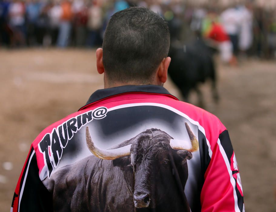 Toro de la Peña en Tordesillas