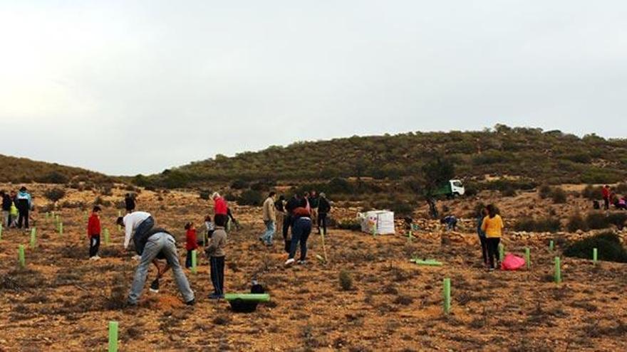 Un grupo de voluntarios realizan una repoblación