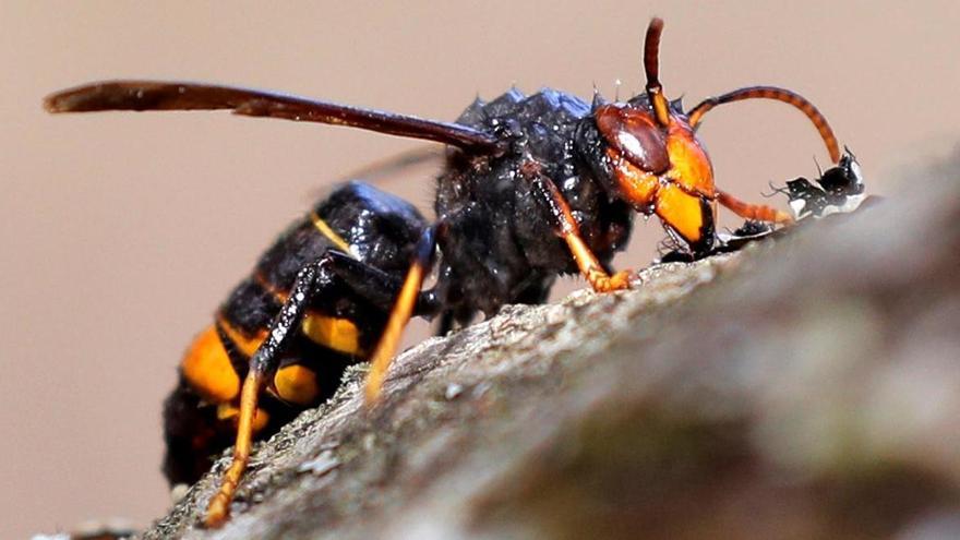 Una avispa velutina.