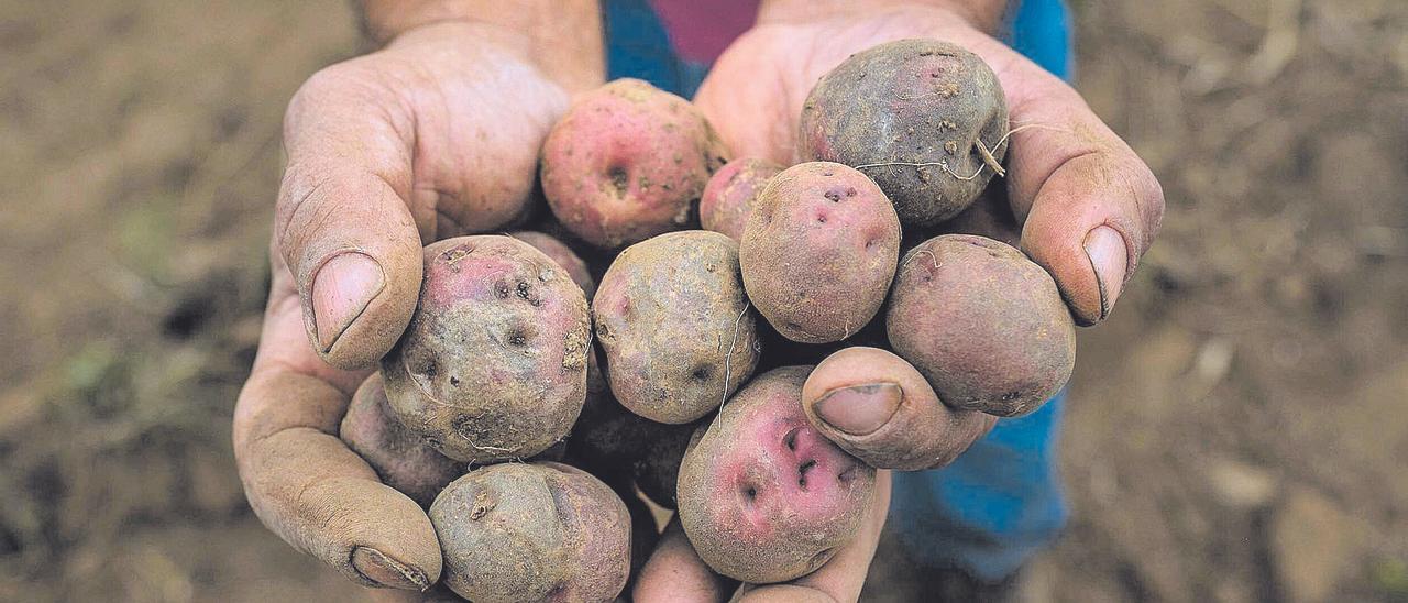 Un agricultor de Icod el Alto, en las medianías de Los Realejos, muestra papas antiguas recién recogidas de la tierra.