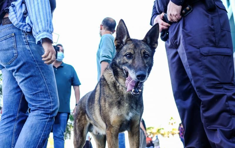 La Policía Nacional entrega en adopción a “Basco”