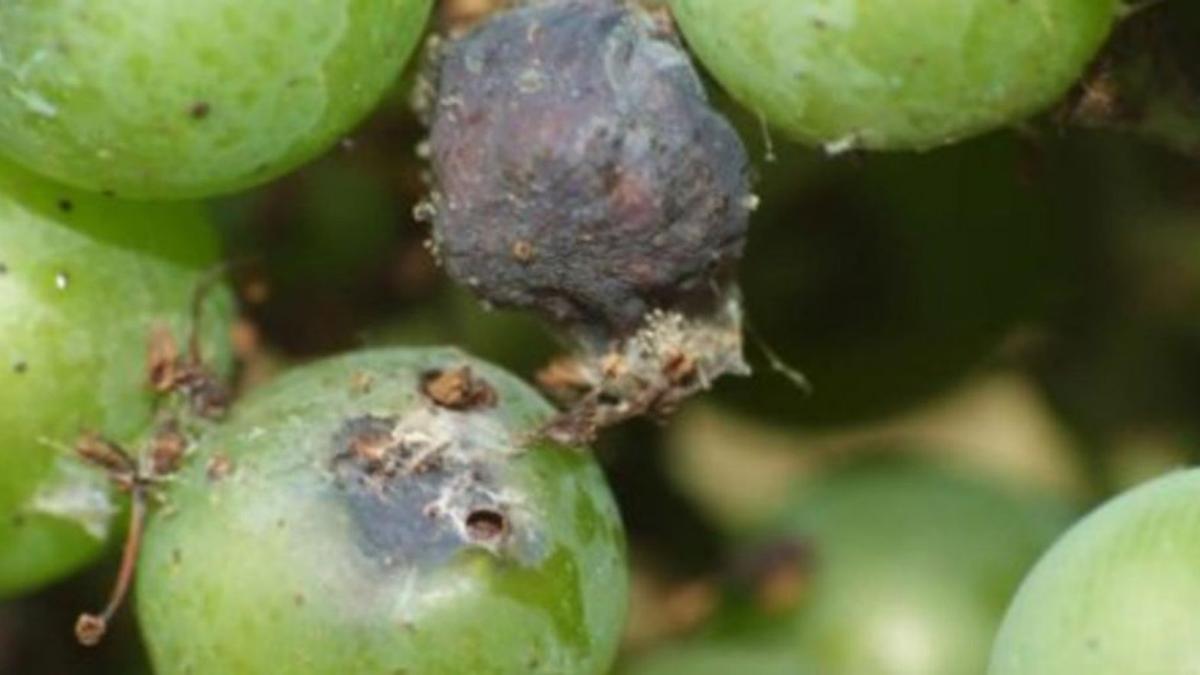 Se instala en Mallorca una polilla que amenaza a los cultivos de uva