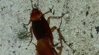Kakerlaken sind im Sommer alltägliche Gäste