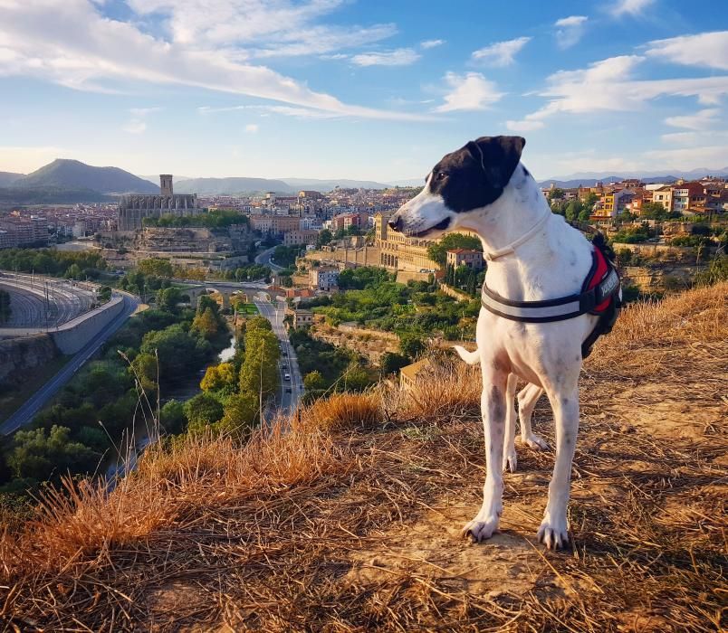 Manresa. En primer pla, un gos observa detingudament les vistes de Manresa des d’un turó. Al fons, Manresa des de l’entrada sud, amb la Seu i la Cova en un segon pla.