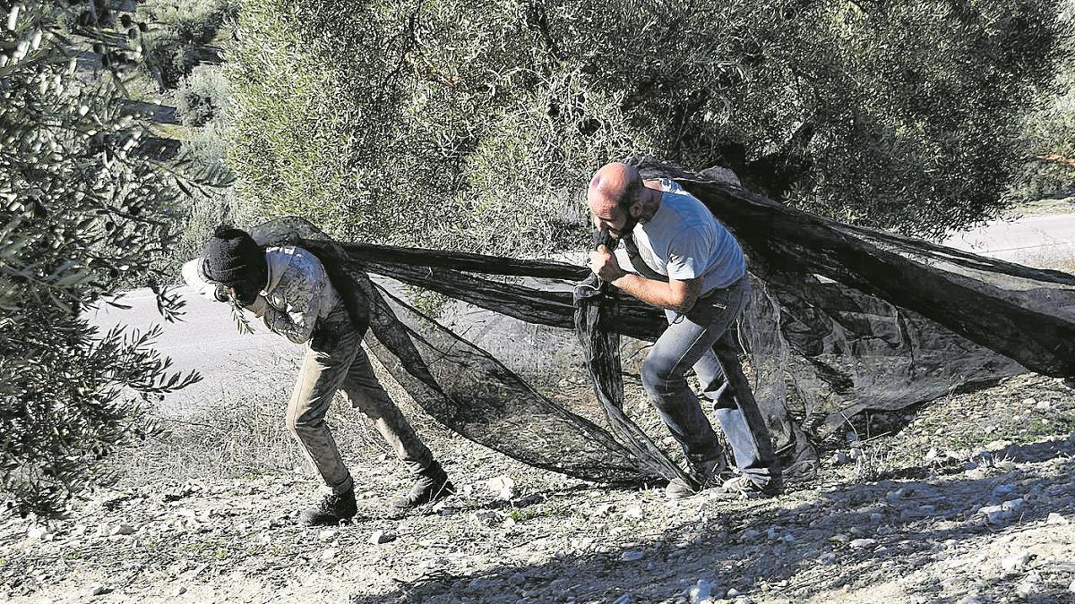 Dura labor: Dos jornaleros tiran de los lienzos durante la actual campaña de recogida de la aceituna en Córdoba.