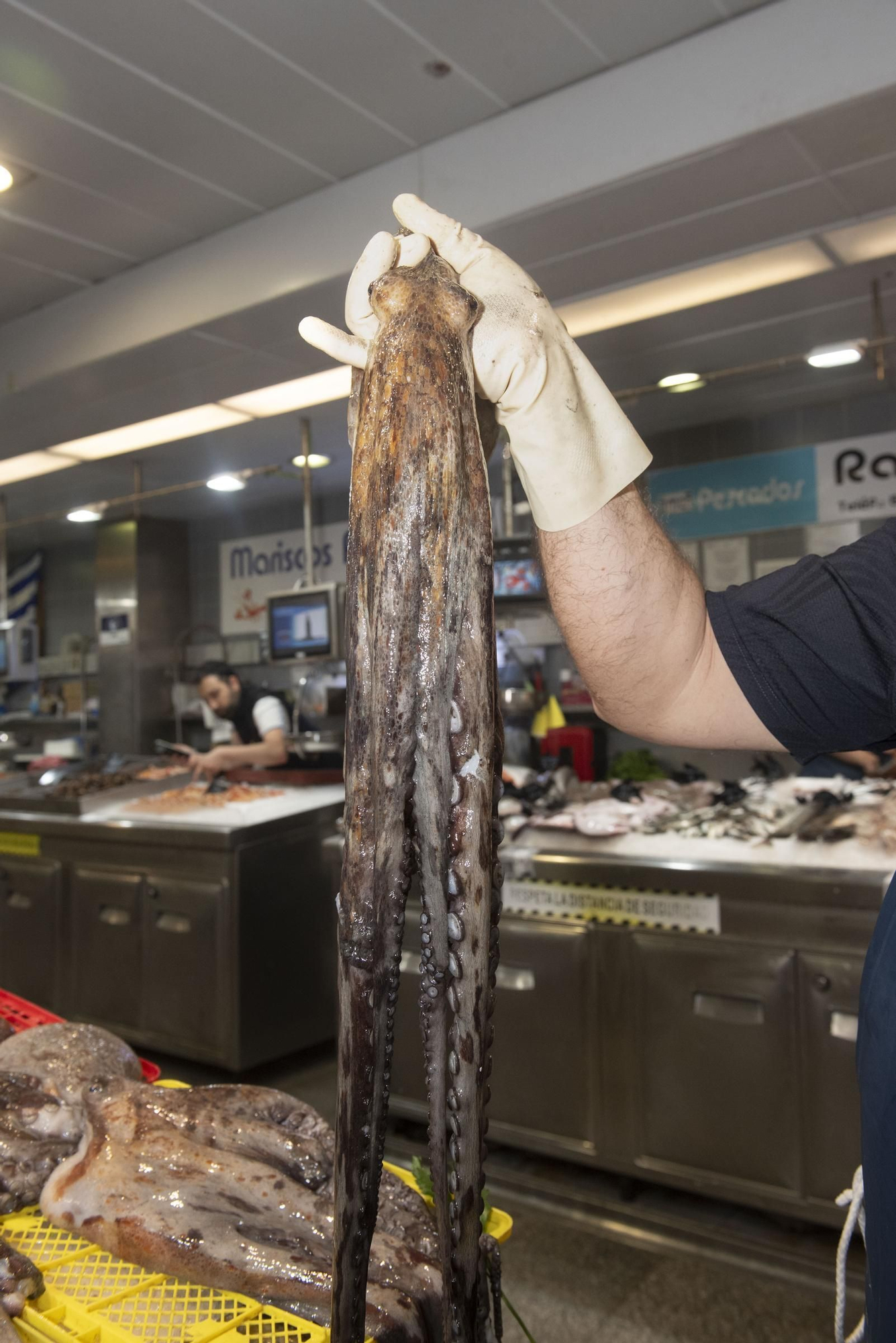 El pulpo gallego vuelve a los mercados de A Coruña tras tres meses de veda