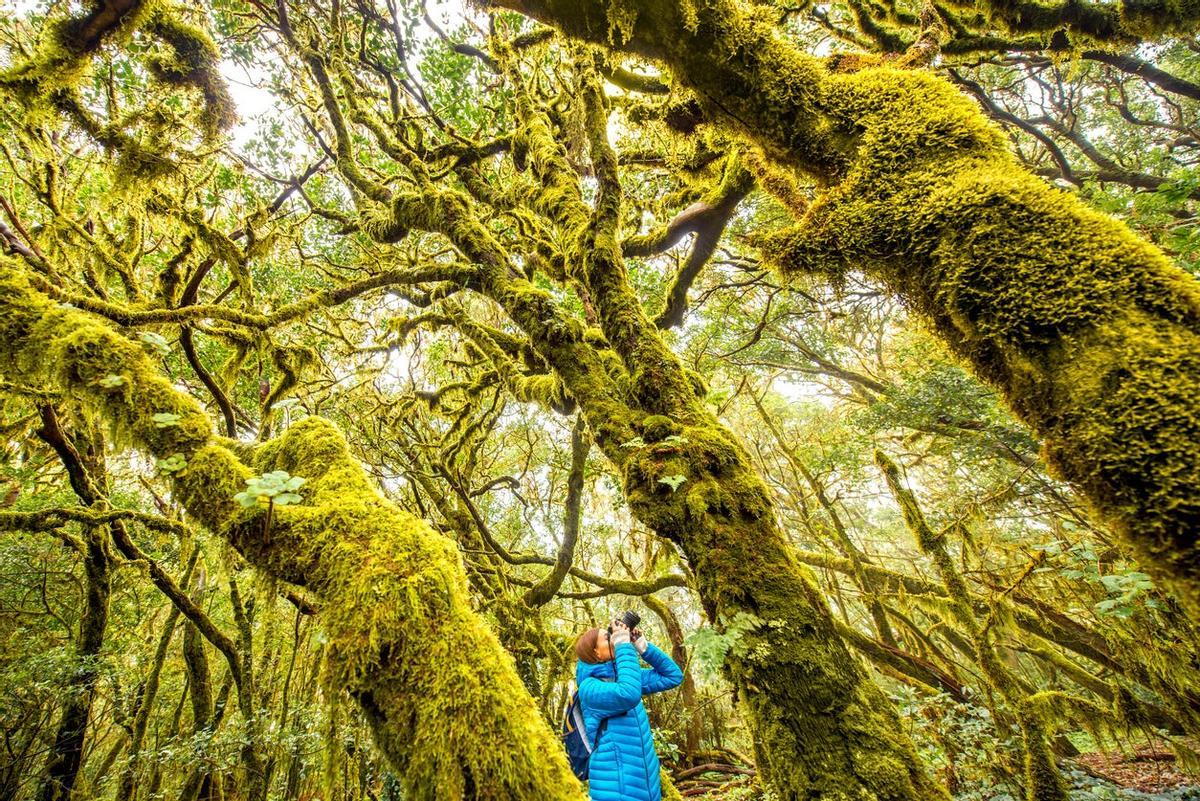 Bosque de laurisilva en La Gomera.