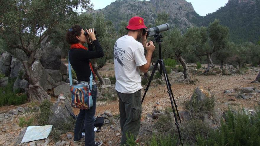 Dos voluntarios observan la presencia de &#039;voltors&#039; en la Serra de Tramuntana.