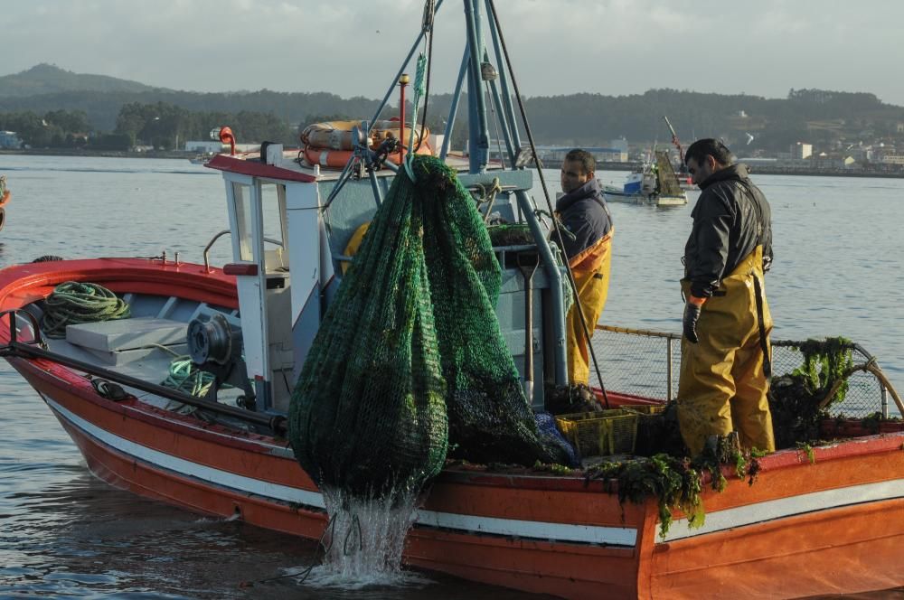 Así comenzó la temporada de la volandeira y la zamburiña en la ría de Arousa // Iñaki Abella