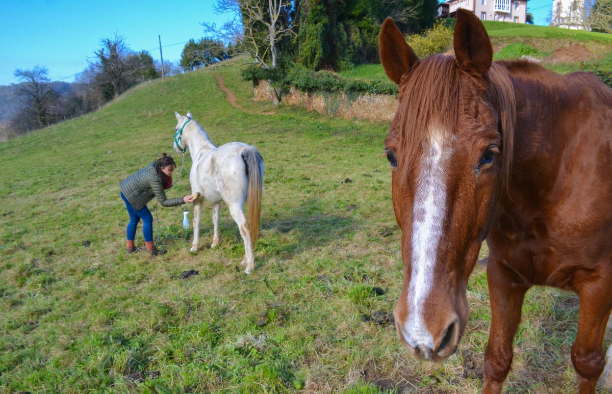 Mar Buey atiende a sus caballos en San Martín de Luiña.