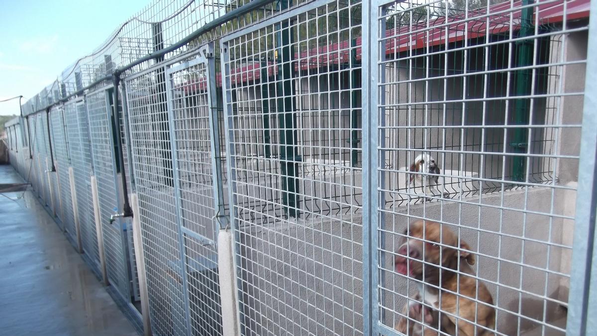 Perros custodiados por Natura Parc, en una imagen de archivo.